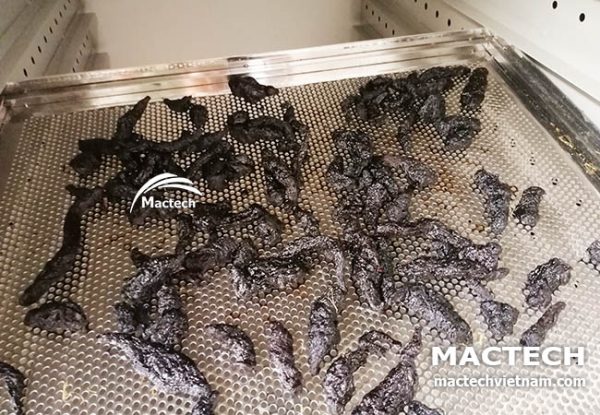 Máy sấy thục địa Mactech