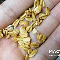 Máy sấy hạt yến mạch Mactech