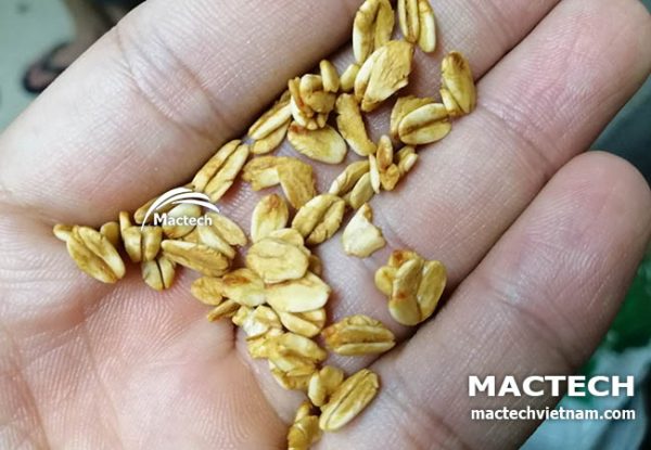 Máy sấy hạt yến mạch Mactech
