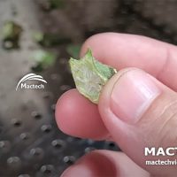 Máy sấy quả đậu bắp Mactech