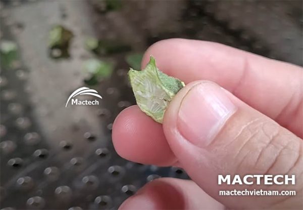 Máy sấy quả đậu bắp Mactech