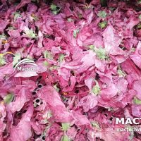 Máy sấy hoa sâm bố chính Mactech
