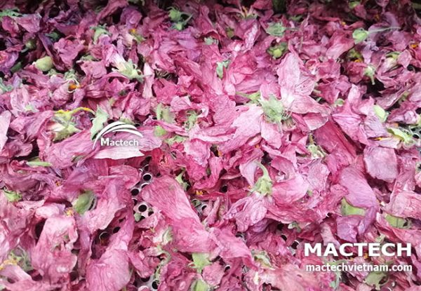 Máy sấy hoa sâm bố chính Mactech