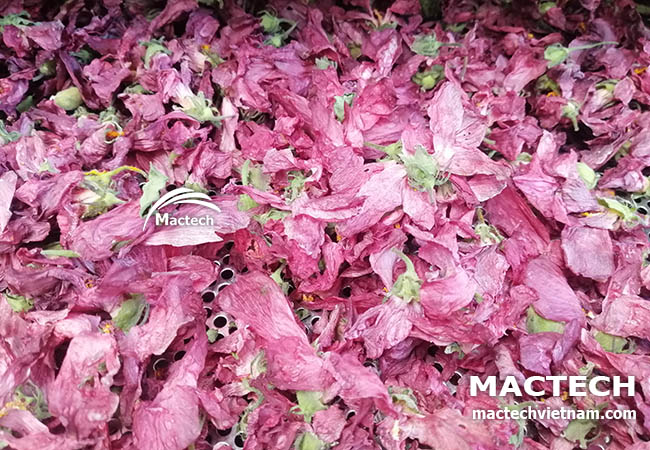 Máy sấy hoa sâm bố chính Mactech