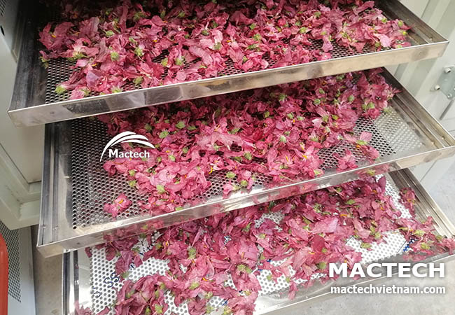 Máy sấy hoa sâm bố chính Mactech