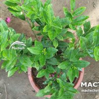 Máy sấy lá chanh Mactech