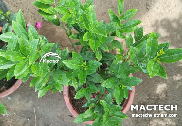 Máy sấy lá chanh Mactech