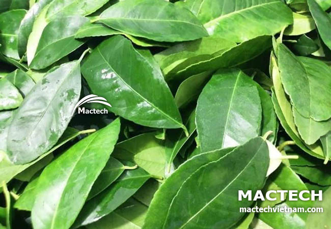 Máy sấy lá chanh khô Mactech