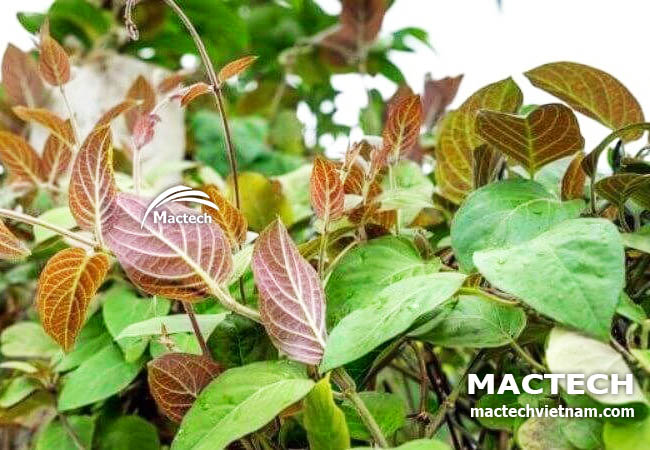 Máy sấy lá mơ Mactech