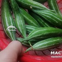 Máy sấy quả lặc lè Mactech