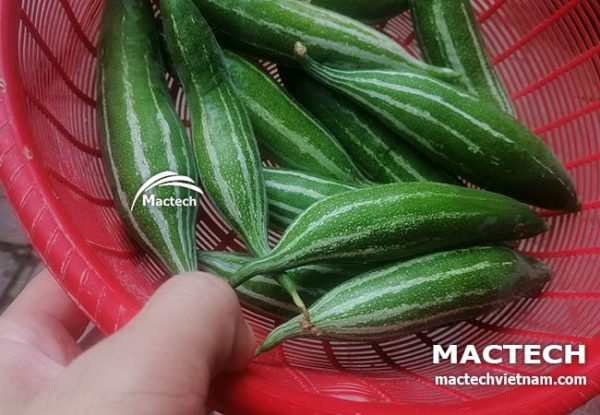 Máy sấy quả lặc lè Mactech