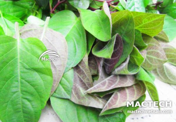 Máy sấy lá mơ Mactech