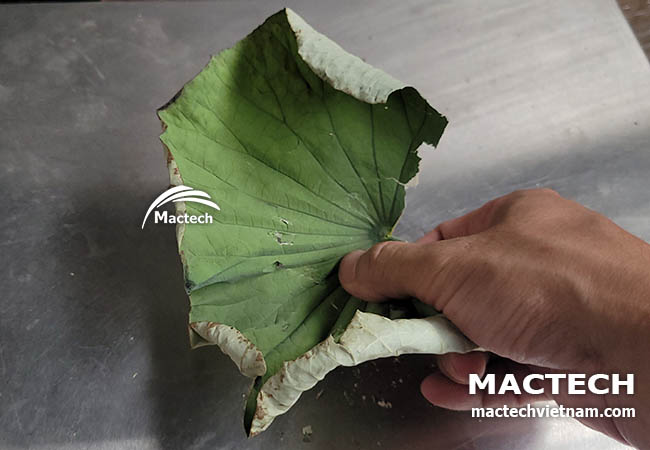 Máy sấy lá sen khô Mactech