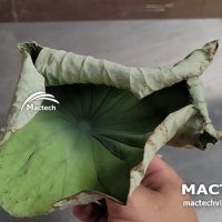 Máy sấy lá sen khô Mactech