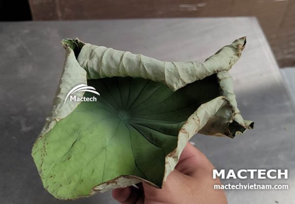 Máy sấy lá sen khô Mactech