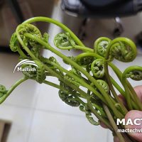 Máy sấy lạnh rau dớn Mactech