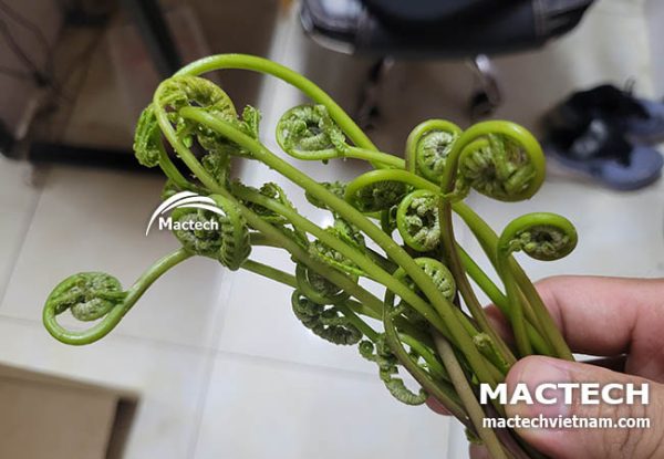 Máy sấy lạnh rau dớn Mactech