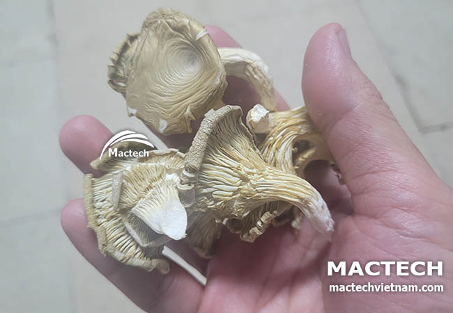 Máy sấy nấm sò Mactech