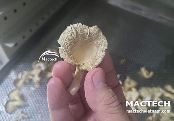 Máy sấy nấm sò Mactech