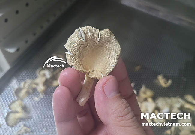 Máy sấy nấm sò Mactech