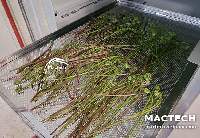 Máy sấy lạnh rau dớn Mactech