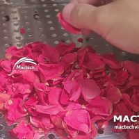 Máy sấy cánh hoa hồng Mactech