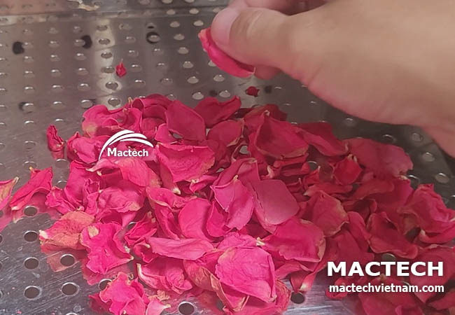 Máy sấy cánh hoa hồng Mactech