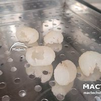 Máy sấy long nhãn khô Mactech