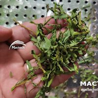 Máy sấy rau muống khô Mactech