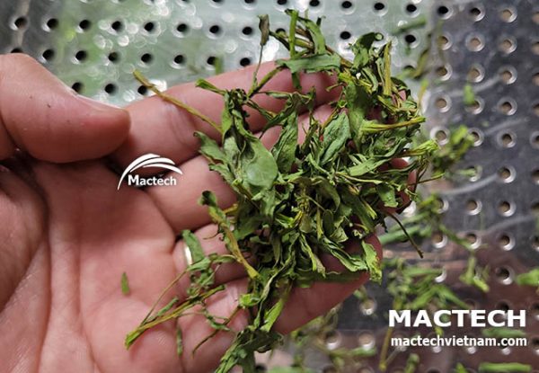 Máy sấy rau muống khô Mactech