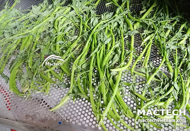 Máy sấy rau muống khô Mactech