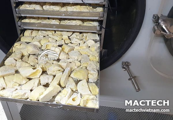 Máy sấy thăng hoa sầu riêng Mactech