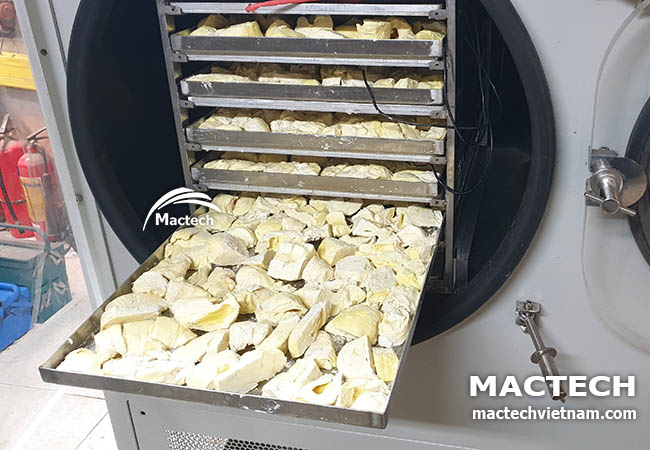 Máy sấy thăng hoa sầu riêng Mactech