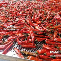 Máy sấy quả ớt Mactech