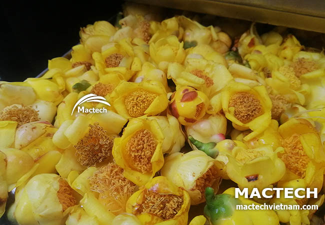 Máy sấy thăng hoa trà hoa vàng Mactech