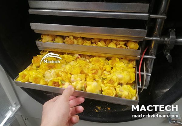 Máy sấy thăng hoa trà hoa vàng Mactech