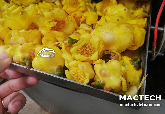 Máy sấy thăng hoa trà hoa vàng Mactech