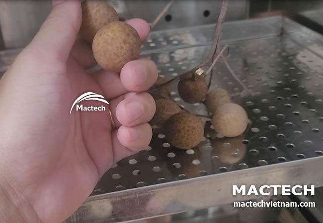 Máy sấy nhãn nguyên quả Mactech