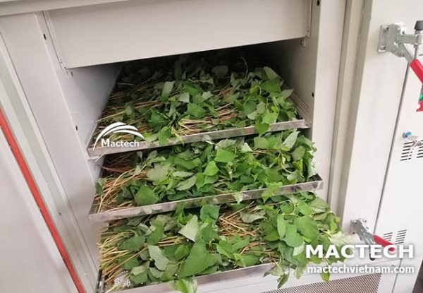 Rau diếp cá sấy lạnh để nghiền bột