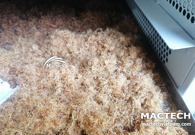 Máy sấy ruốc nấm Mactech