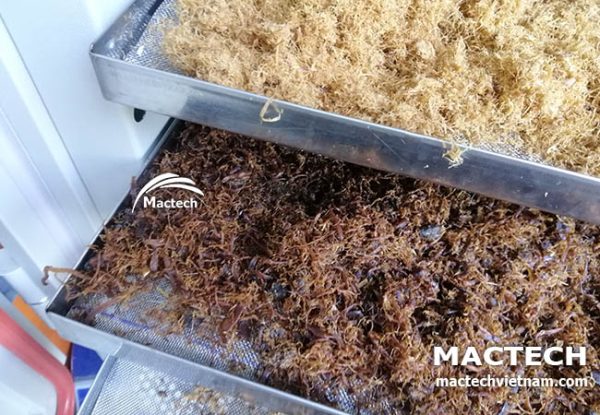 Máy sấy ruốc nấm Mactech