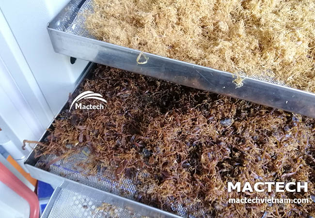 Máy sấy ruốc nấm Mactech