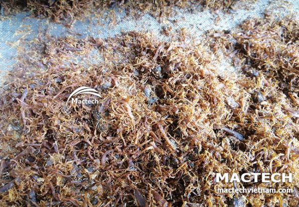 Ruốc nấm sấy khô
