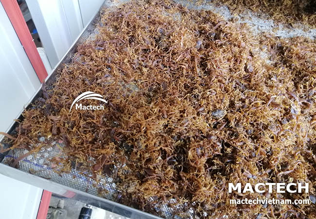 Ruốc nấm sấy khô
