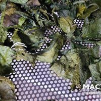 Máy sấy lạnh lá trà xanh Mactech