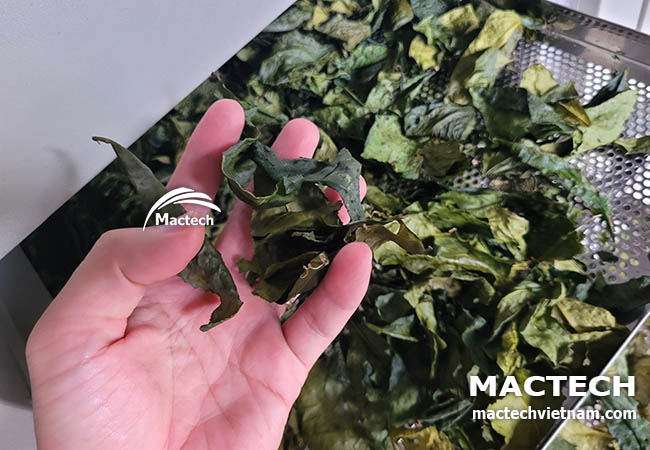 Máy sấy lạnh lá trà xanh Mactech