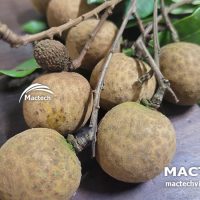Máy sấy nhãn nguyên quả Mactech