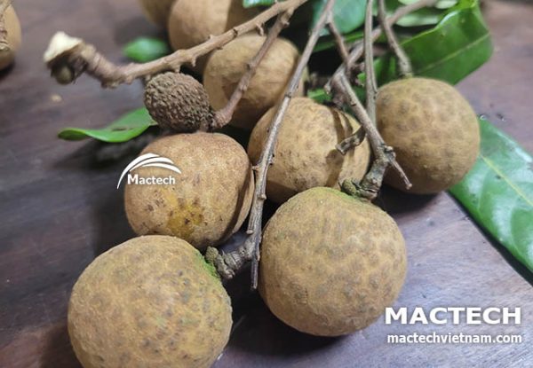 Máy sấy nhãn nguyên quả Mactech