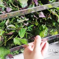 Máy sấy tía tô Mactech