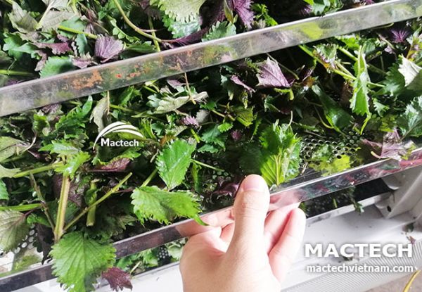 Máy sấy tía tô Mactech